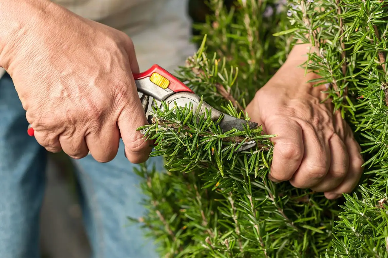 Piante aromatiche sempre verdi: come potarle dopo la fioritura Piante aromatiche sempre verdi: come potarle dopo la fioritura