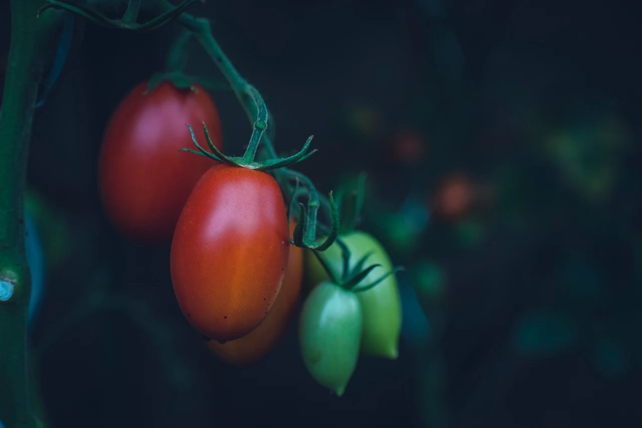 Pomodori dolcissimi: l’irrigazione serale che cambia il sapore Pomodori dolcissimi: l’irrigazione serale che cambia il sapore