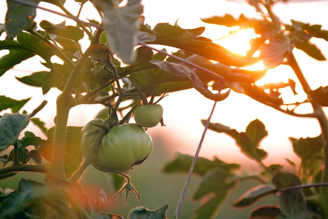 Pomodori dolcissimi: l’irrigazione serale che cambia il sapore Pomodori dolcissimi: l’irrigazione serale che cambia il sapore