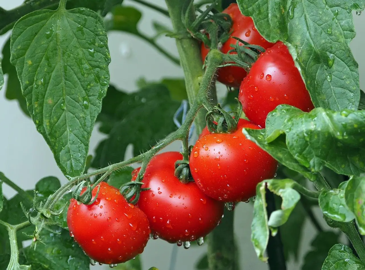 Pomodori dolcissimi: l’irrigazione serale che cambia il sapore Pomodori dolcissimi: l’irrigazione serale che cambia il sapore