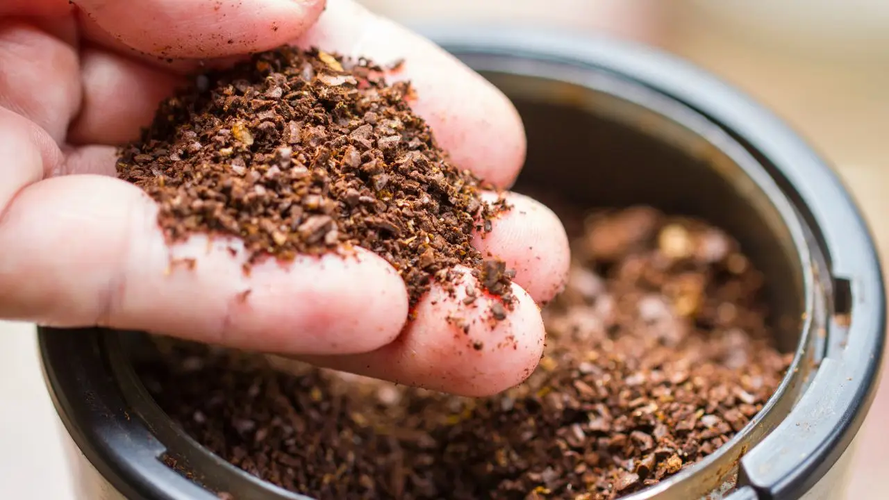 Fondi di caffè nel bidone dell’umido: il trucco geniale che elimina i cattivi odori Fondi di caffè nel bidone dell’umido: il trucco geniale che elimina i cattivi odori