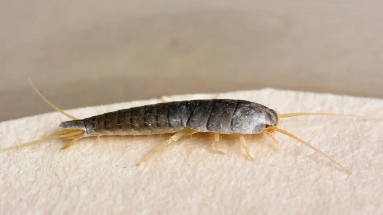 Cannella contro i pesciolini d’argento: il trucco naturale che funziona davvero Cannella contro i pesciolini d’argento: il trucco naturale che funziona davvero