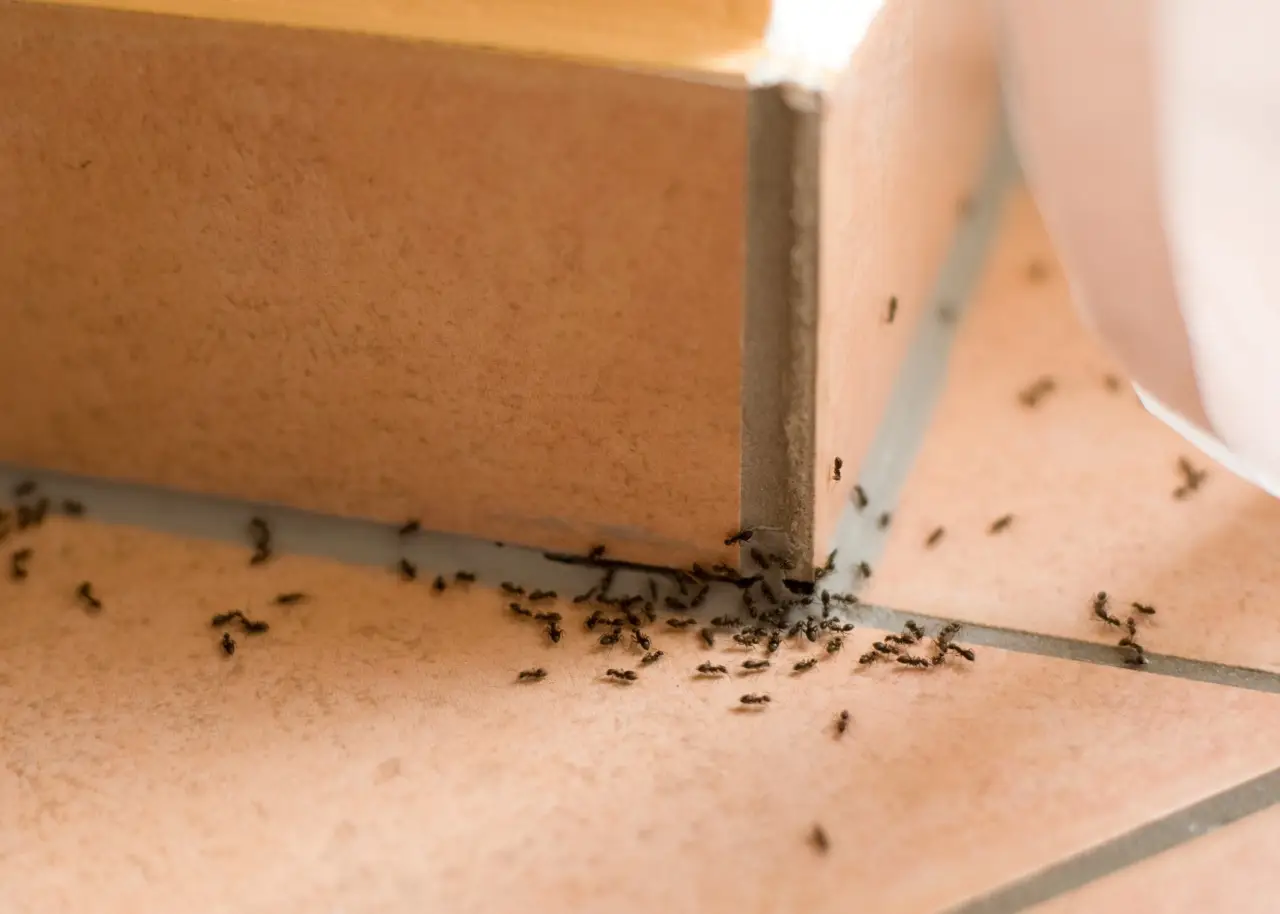 Hai formiche in casa? Prova subito questo trucco con il bicarbonato per liberartene Hai formiche in casa? Prova subito questo trucco con il bicarbonato per liberartene