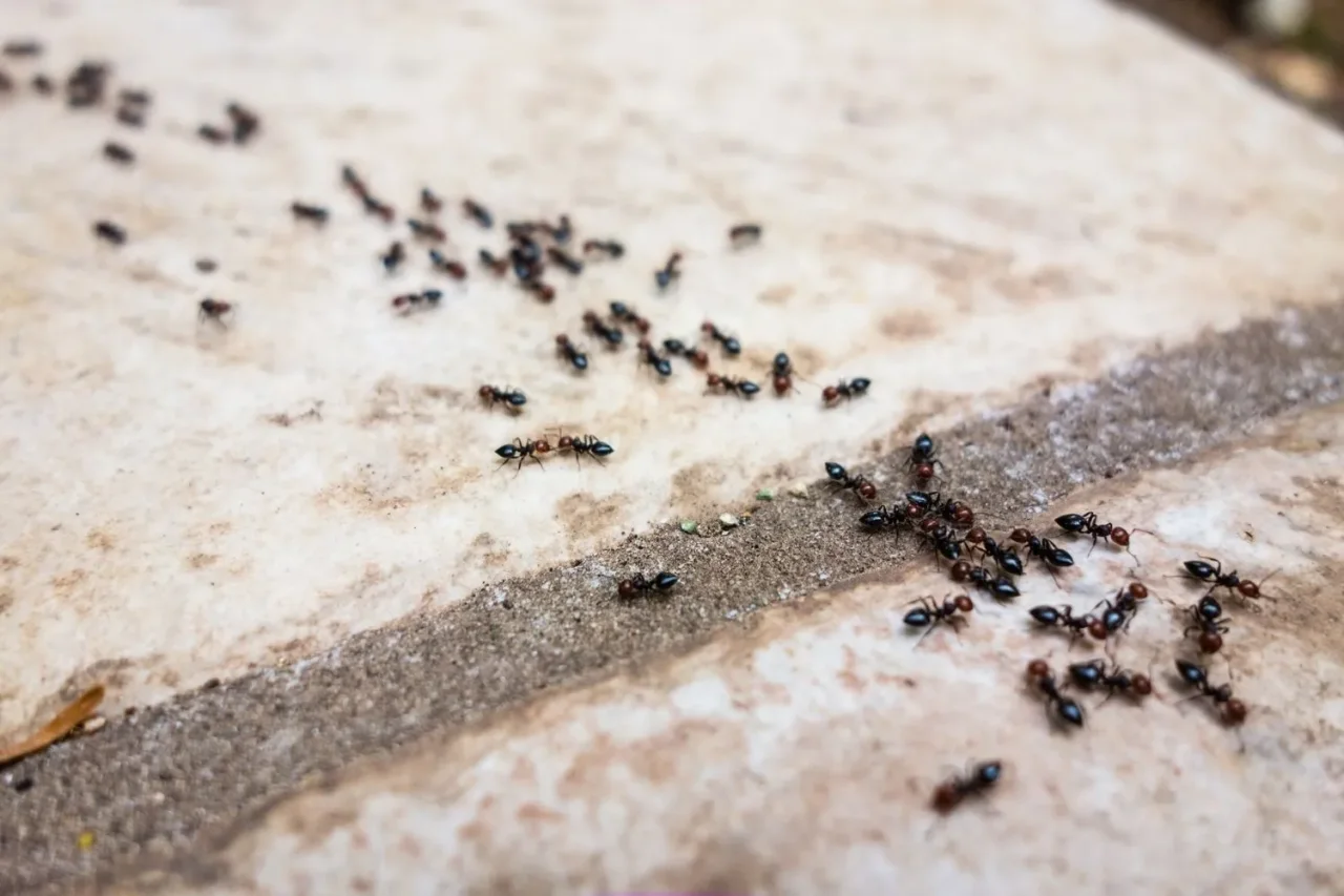 Hai formiche in casa? Prova subito questo trucco con il bicarbonato per liberartene Hai formiche in casa? Prova subito questo trucco con il bicarbonato per liberartene