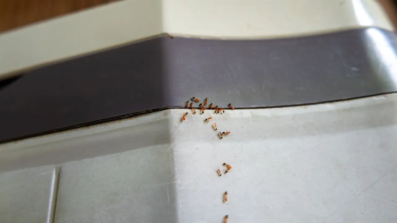 Hai formiche in casa? Prova subito questo trucco con il bicarbonato per liberartene Hai formiche in casa? Prova subito questo trucco con il bicarbonato per liberartene