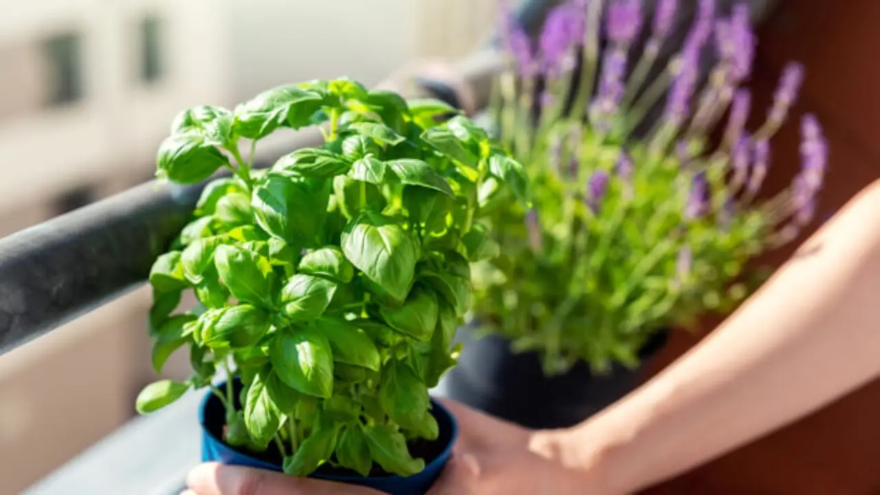 Metodi infallibili con ingredienti comuni per allontanare mosche dal balcone senza sprechi Metodi infallibili con ingredienti comuni per allontanare mosche dal balcone senza sprechi