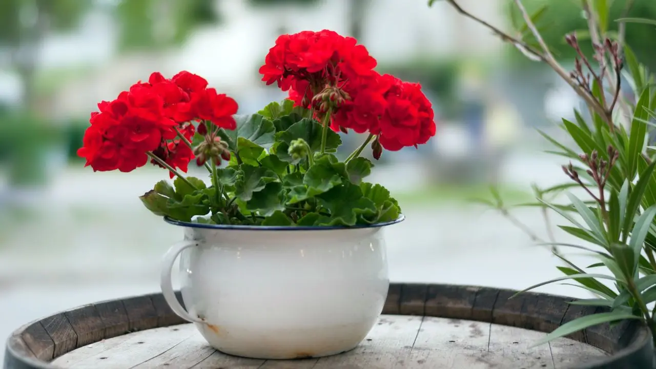 Metodi infallibili con ingredienti comuni per allontanare mosche dal balcone senza sprechi Metodi infallibili con ingredienti comuni per allontanare mosche dal balcone senza sprechi