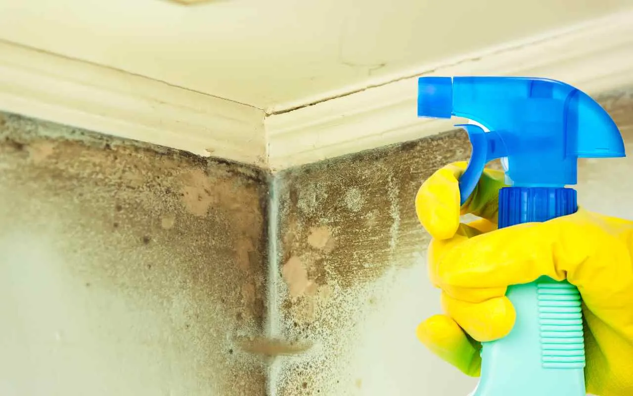Vuoi eliminare la muffa in bagno? Scopri come farlo in sicurezza con pochi passaggi Vuoi eliminare la muffa in bagno? Scopri come farlo in sicurezza con pochi passaggi