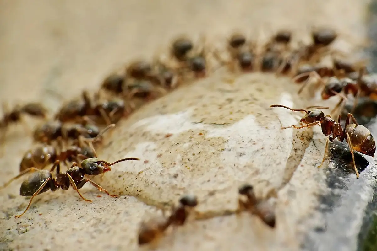 Prova subito questo trucco casalingo per allontanare le formiche senza veleni aggressivi Prova subito questo trucco casalingo per allontanare le formiche senza veleni aggressivi