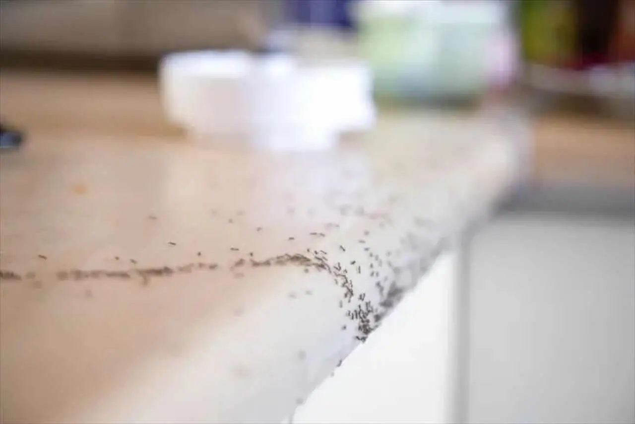 Formiche in cucina? Scopri la miscela economica per scacciarle senza sostanze chimiche Formiche in cucina? Scopri la miscela economica per scacciarle senza sostanze chimiche