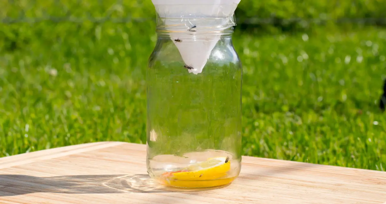 Allontana in modo efficace le mosche dalla frutta usando questo semplice trucco naturale Allontana in modo efficace le mosche dalla frutta usando questo semplice trucco naturale