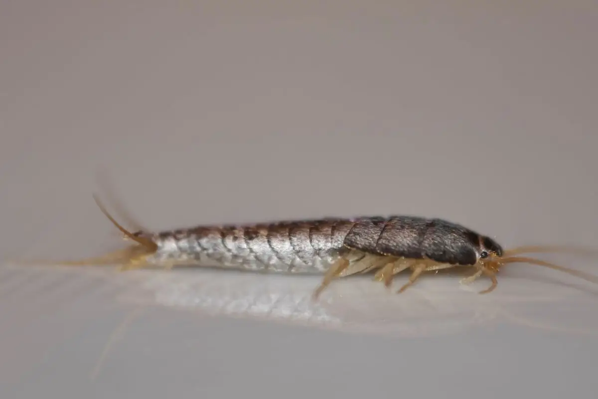 Debella i pesciolini d’argento dal bagno utilizzando soli ingredienti naturali Debella i pesciolini d’argento dal bagno utilizzando soli ingredienti naturali