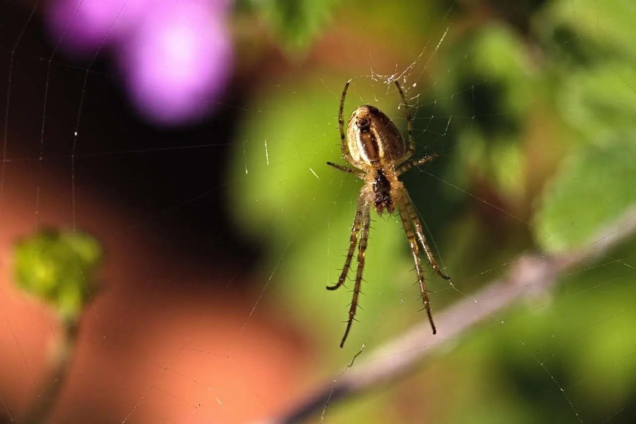 Prepara subito il repellente green contro ragni in casa con ingredienti quotidiani Prepara subito il repellente green contro ragni in casa con ingredienti quotidiani