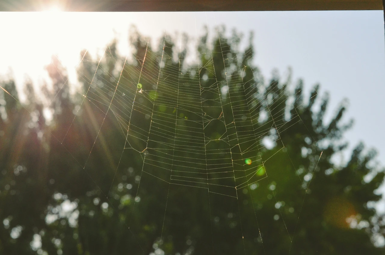 Prepara subito il repellente green contro ragni in casa con ingredienti quotidiani Prepara subito il repellente green contro ragni in casa con ingredienti quotidiani