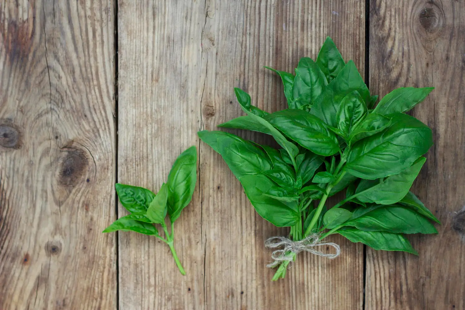 Allontana subito le formiche dal piano cucina con questa soluzione che hai già in casa Allontana subito le formiche dal piano cucina con questa soluzione che hai già in casa