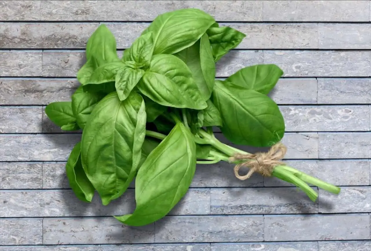 Allontana subito le formiche dal piano cucina con questa soluzione che hai già in casa Allontana subito le formiche dal piano cucina con questa soluzione che hai già in casa