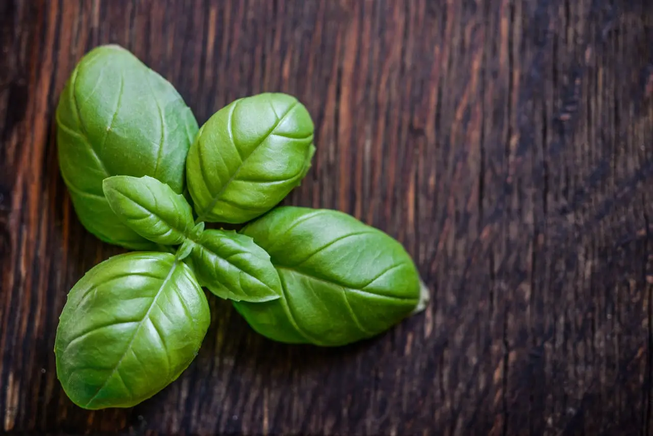 Allontana subito le formiche dal piano cucina con questa soluzione che hai già in casa Allontana subito le formiche dal piano cucina con questa soluzione che hai già in casa