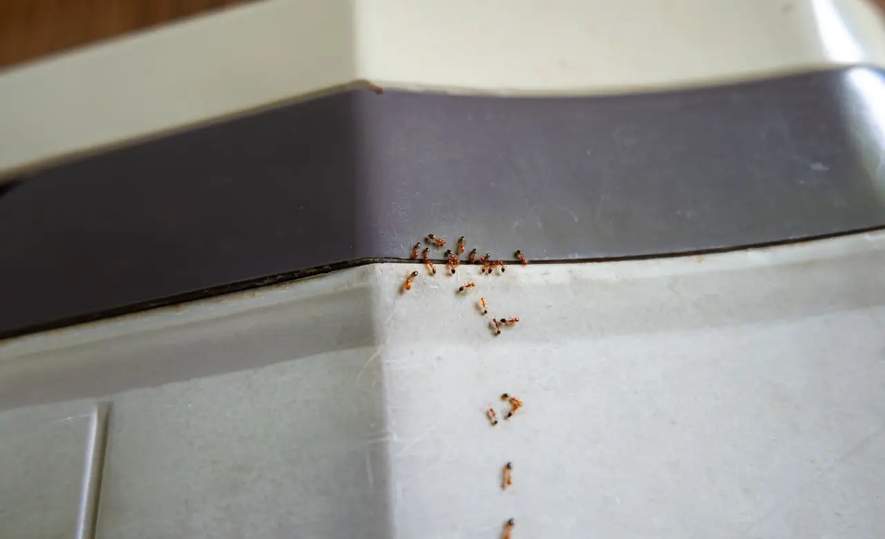 Formiche vicino al lavello? Ecco la miscela naturale che funziona anche su superfici umide Formiche vicino al lavello? Ecco la miscela naturale che funziona anche su superfici umide