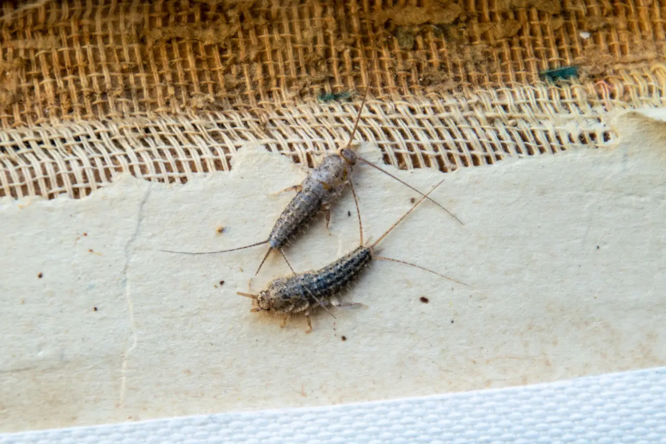 Scopri la soluzione naturale per allontanare i pesciolini d'argento dai mobili Scopri la soluzione naturale per allontanare i pesciolini d'argento dai mobili