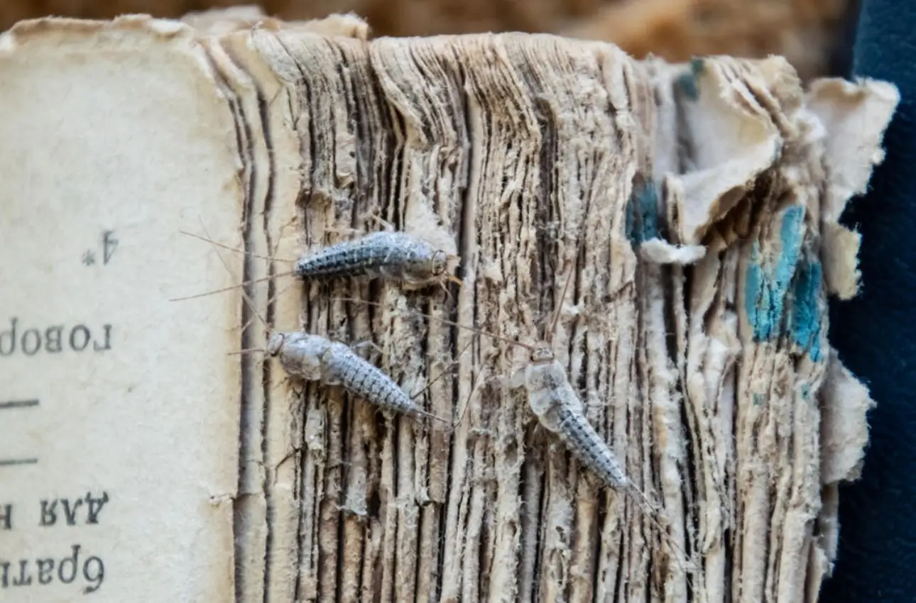 Scopri la soluzione naturale per allontanare i pesciolini d'argento dai mobili Scopri la soluzione naturale per allontanare i pesciolini d'argento dai mobili