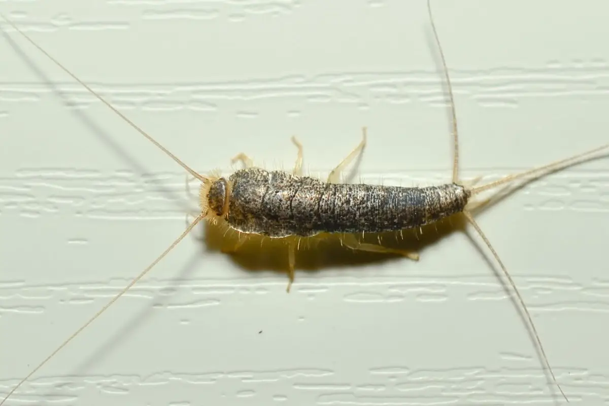 Scopri la soluzione naturale per allontanare i pesciolini d'argento dai mobili Scopri la soluzione naturale per allontanare i pesciolini d'argento dai mobili
