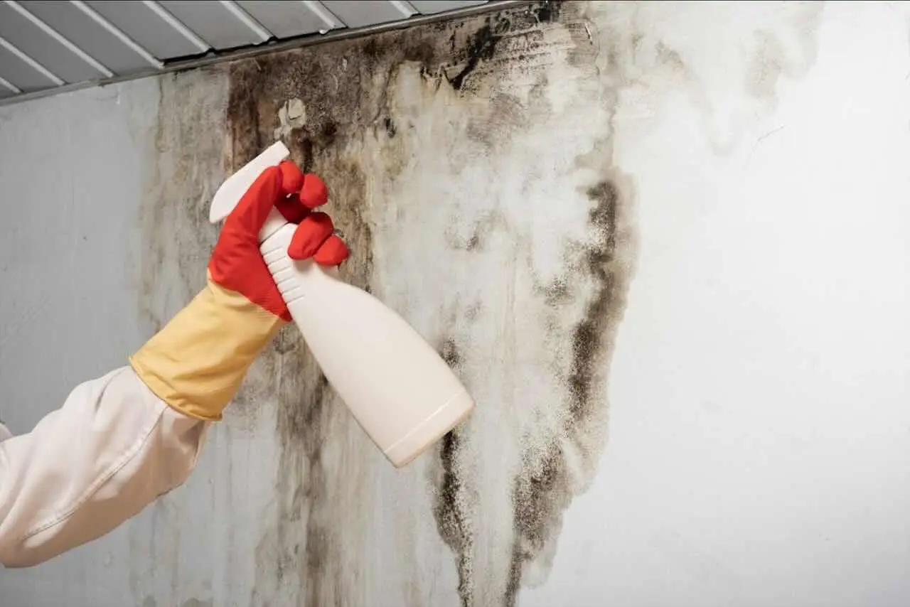 Muffa sulle pareti? Prova questo metodo ecologico per pulire senza tossicità Muffa sulle pareti? Prova questo metodo ecologico per pulire senza tossicità