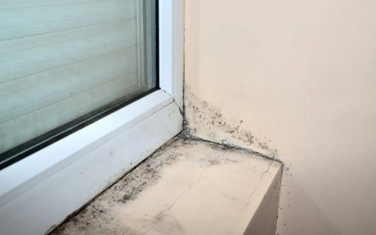 Cimici sul davanzale: ecco il rimedio domestico che funziona davvero Cimici sul davanzale: ecco il rimedio domestico che funziona davvero