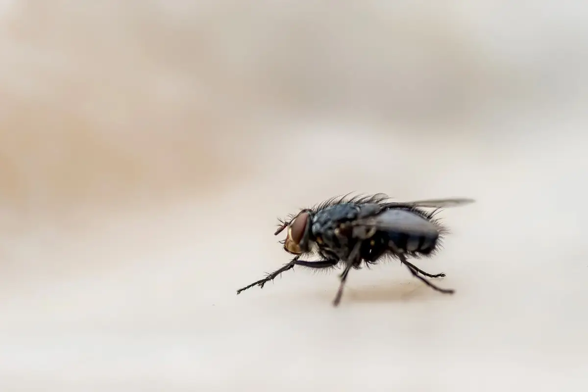 Scopri cosa fare subito se trovi insetti volanti vicino ai sacchi della spazzatura Scopri cosa fare subito se trovi insetti volanti vicino ai sacchi della spazzatura