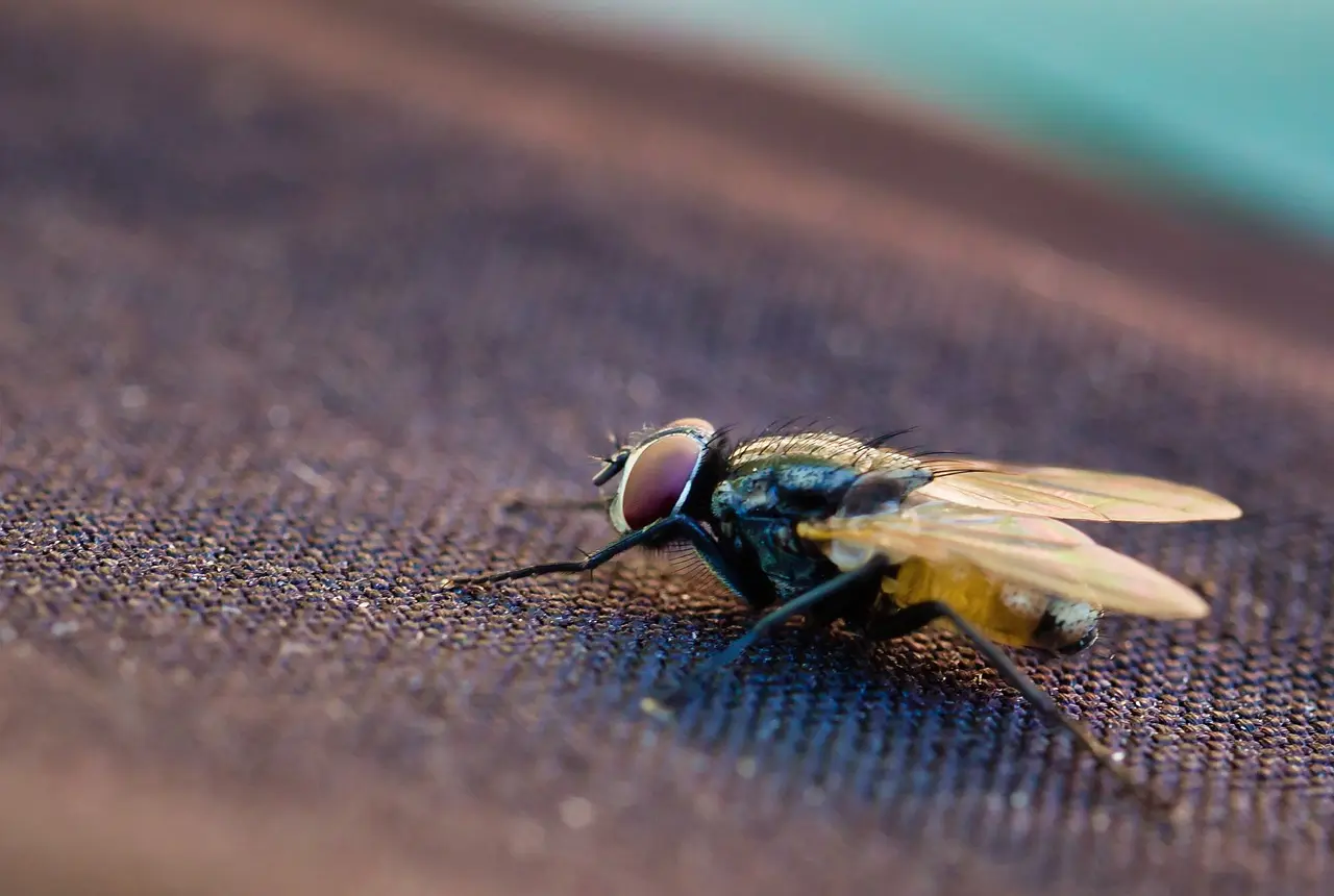 Scopri cosa fare subito se trovi insetti volanti vicino ai sacchi della spazzatura Scopri cosa fare subito se trovi insetti volanti vicino ai sacchi della spazzatura