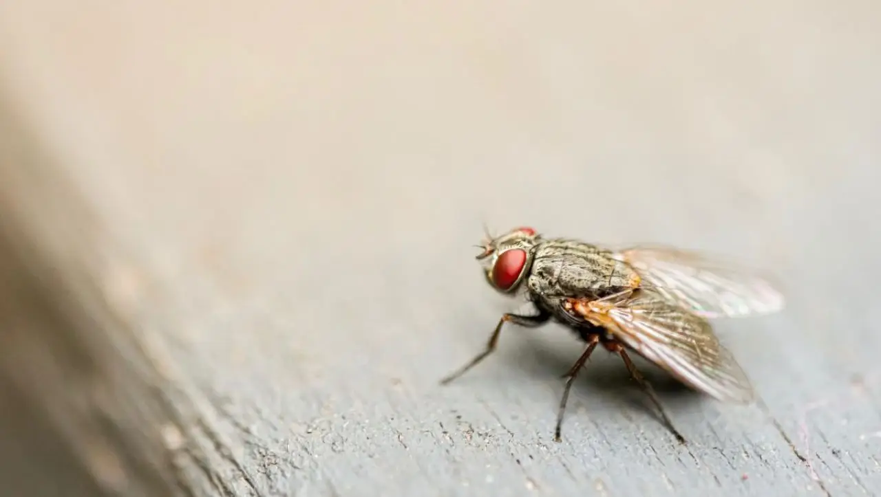 Scopri cosa fare subito se trovi insetti volanti vicino ai sacchi della spazzatura Scopri cosa fare subito se trovi insetti volanti vicino ai sacchi della spazzatura