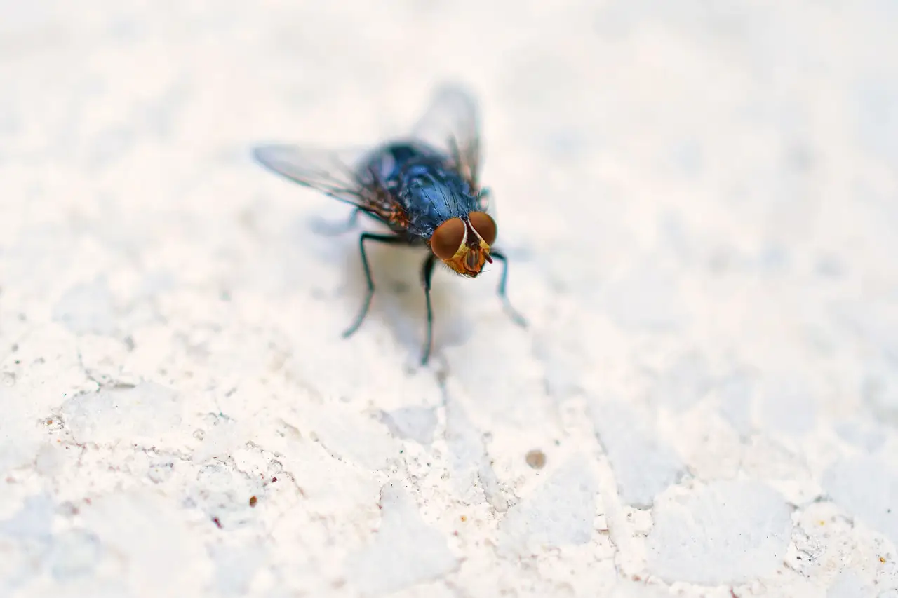 Scopri cosa fare subito se trovi insetti volanti vicino ai sacchi della spazzatura Scopri cosa fare subito se trovi insetti volanti vicino ai sacchi della spazzatura
